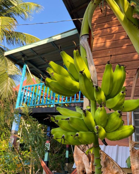 Placencia Hostel | Anda Di Hows Hostel