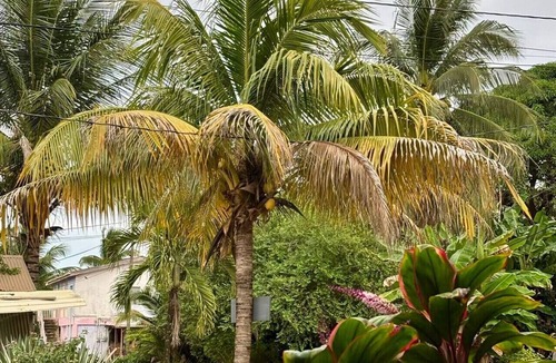 Hopkins Condo | Beach view, Hammocks on roof, Quick walk to beach