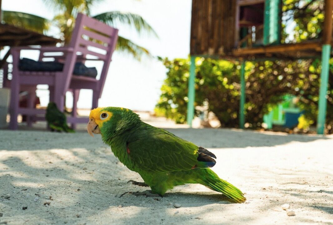 Photo of Bedroom in Placencia