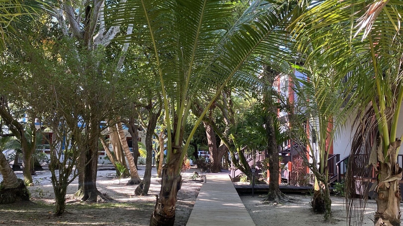 Photo of Others in Placencia