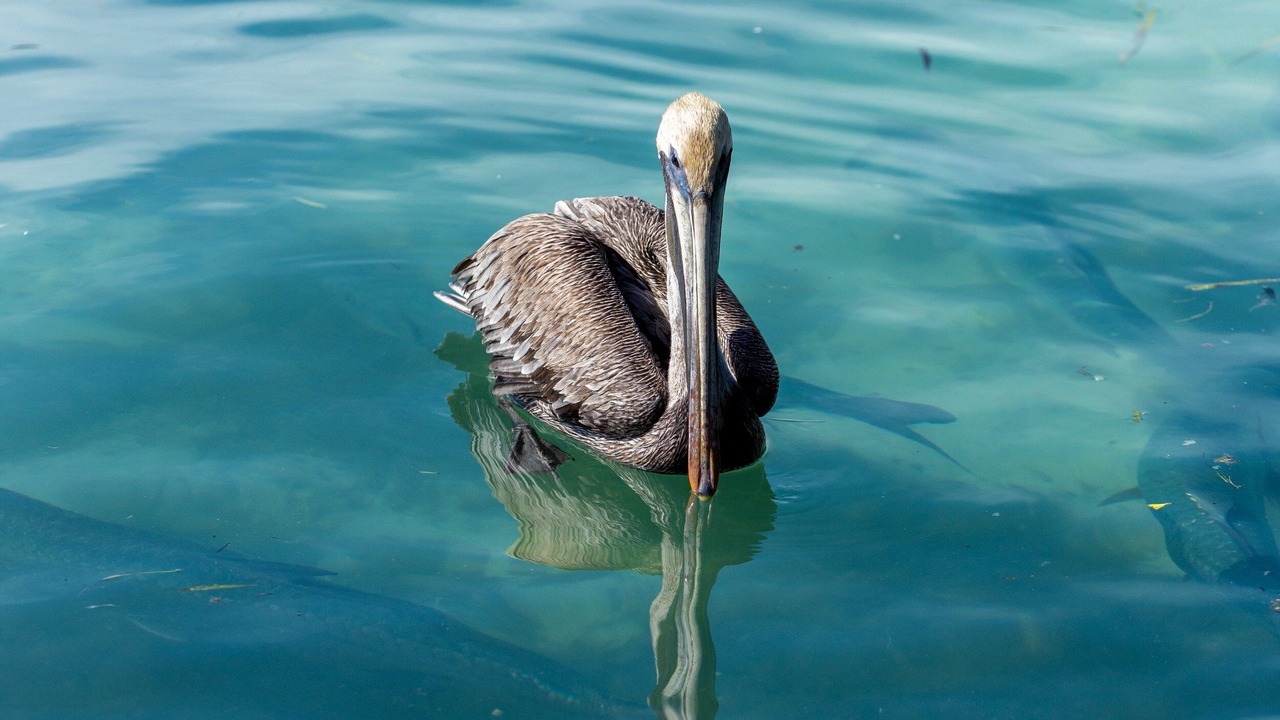 Photo of Others in San Pedro