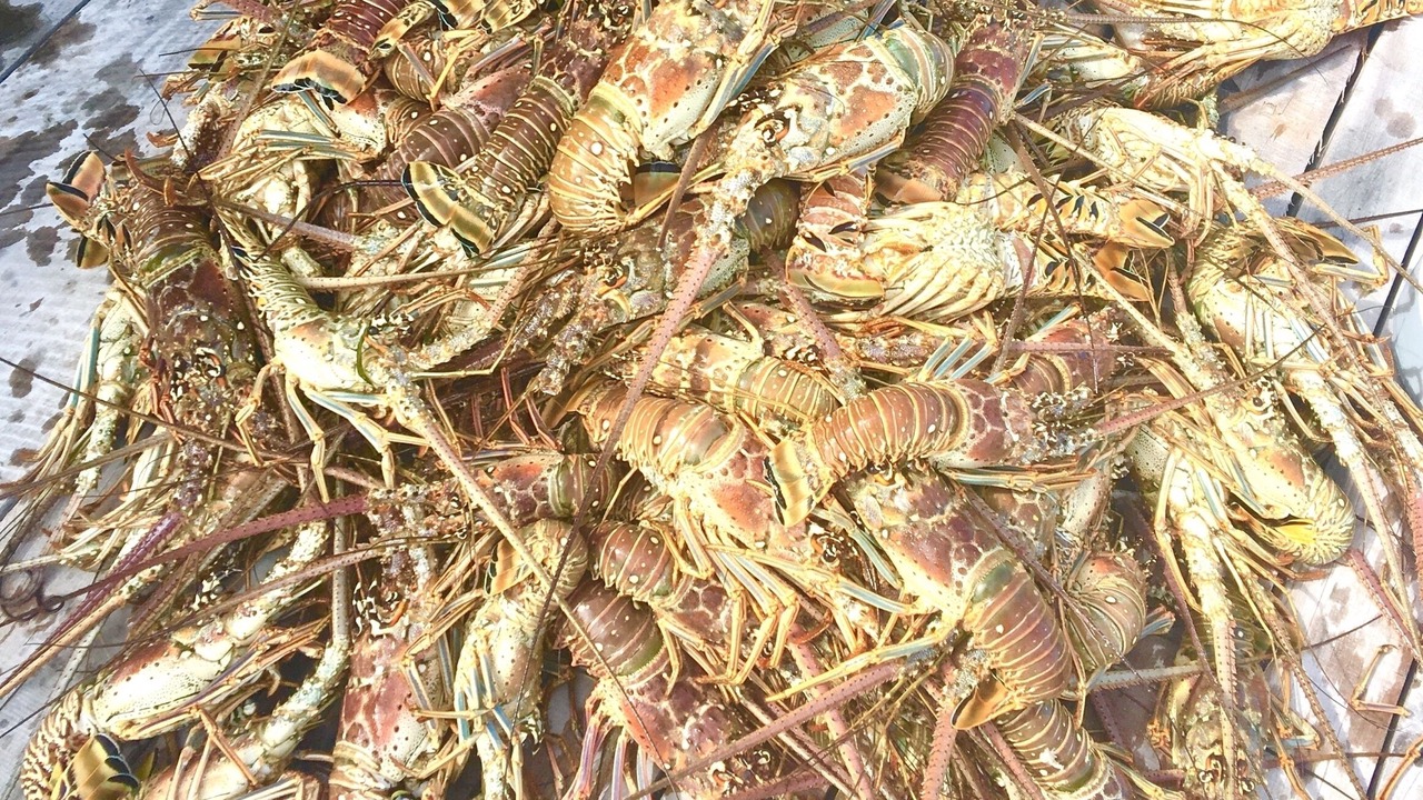 Photo of Others in Glovers Reef Atoll