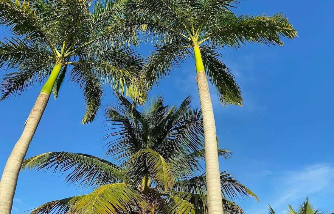 Photo of Others in Placencia
