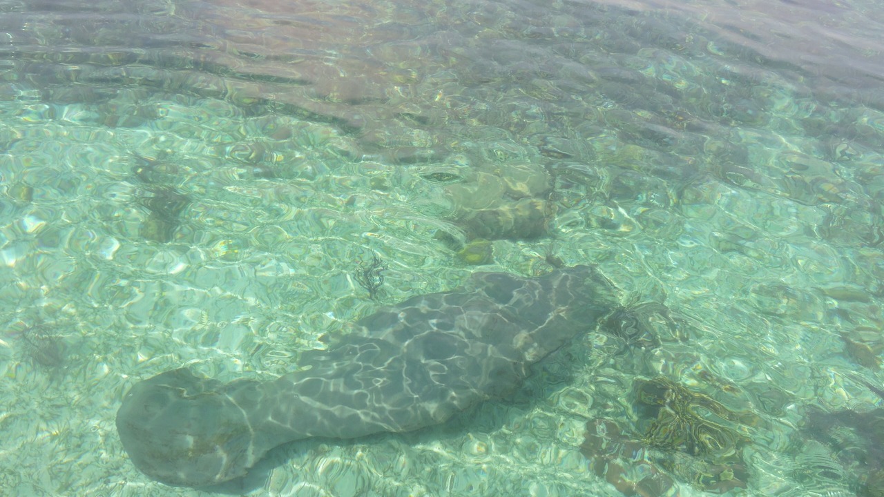 Photo of Others in Placencia