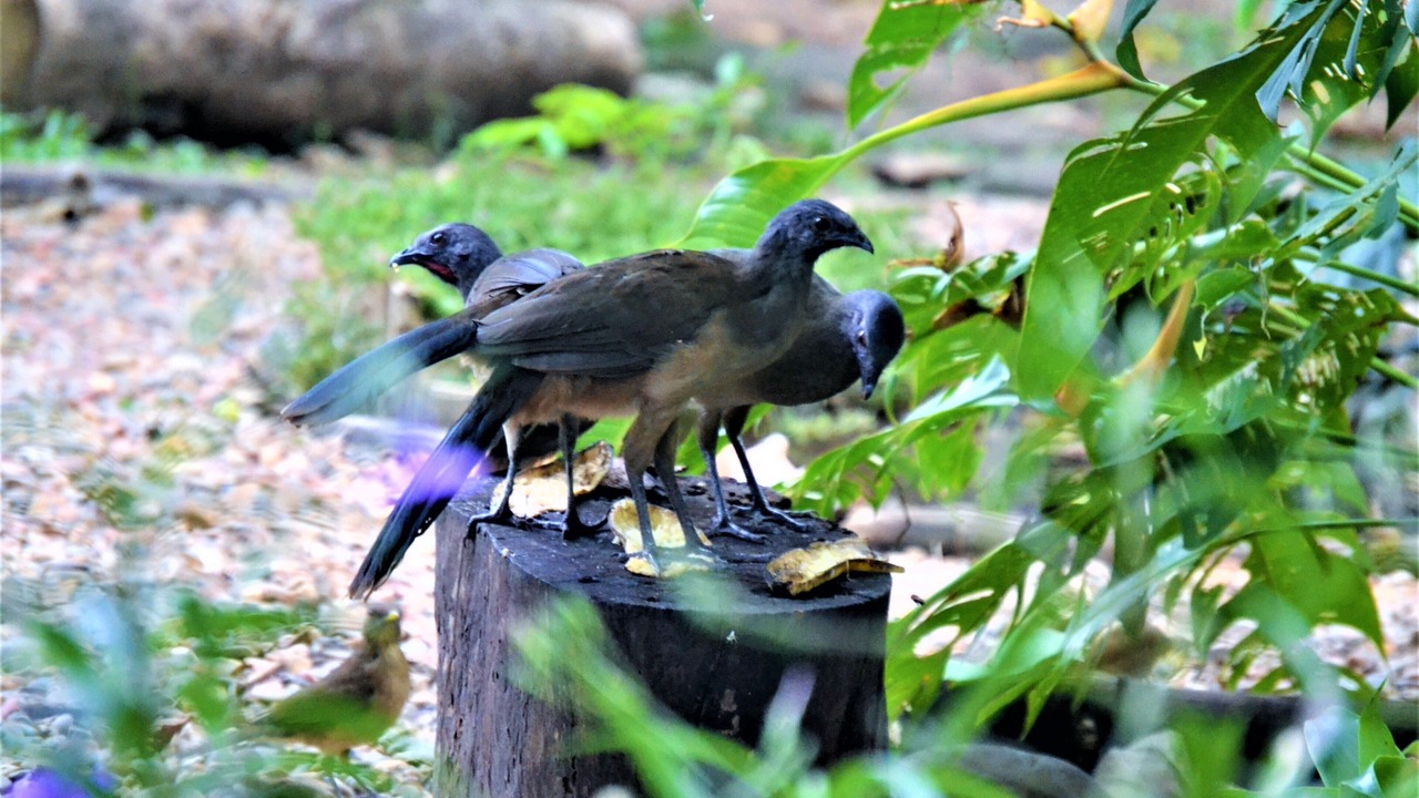 Photo of Others in San Ignacio