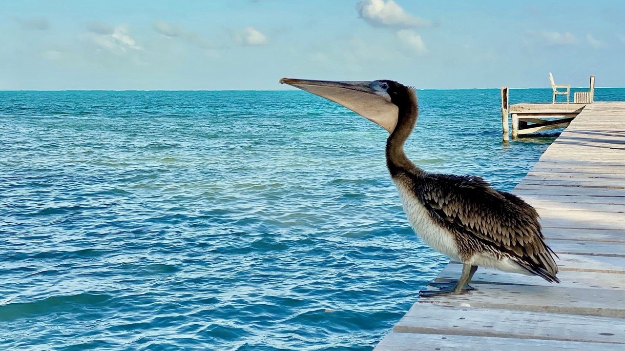 Photo of Outdoor in Caye Caulker