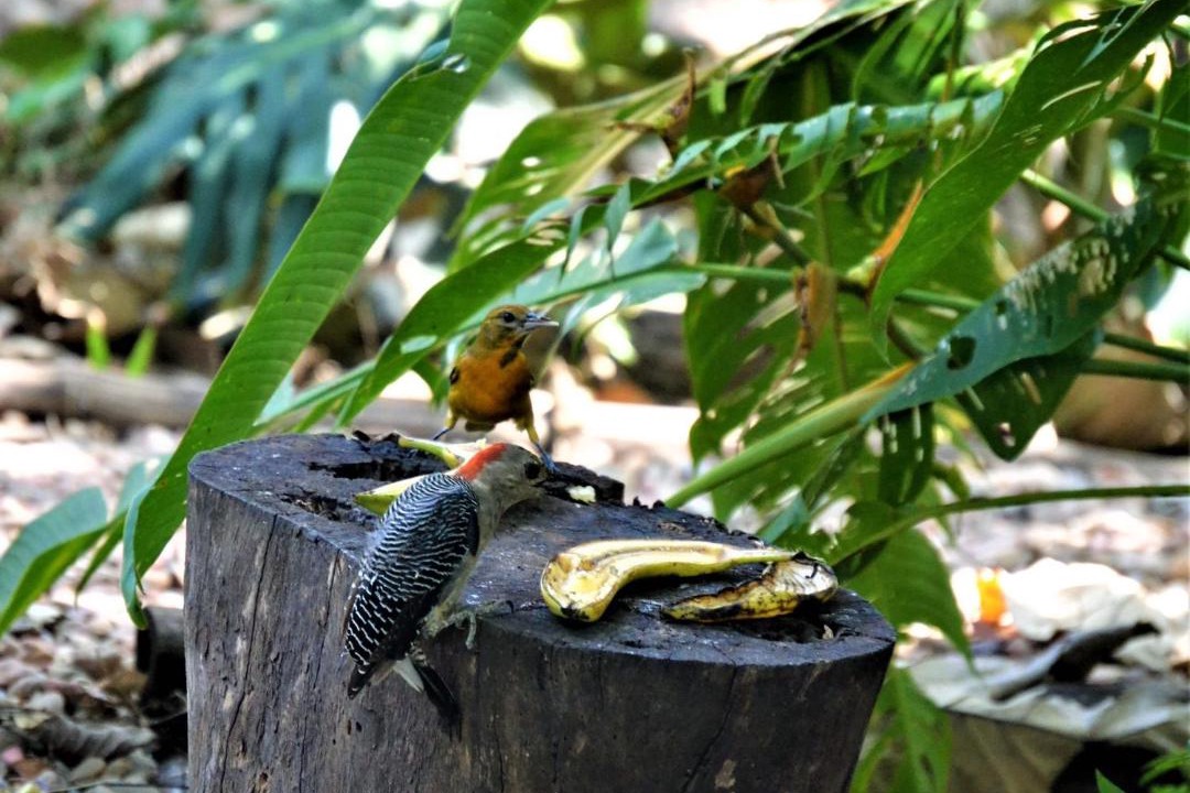 Photo of Others in San Ignacio
