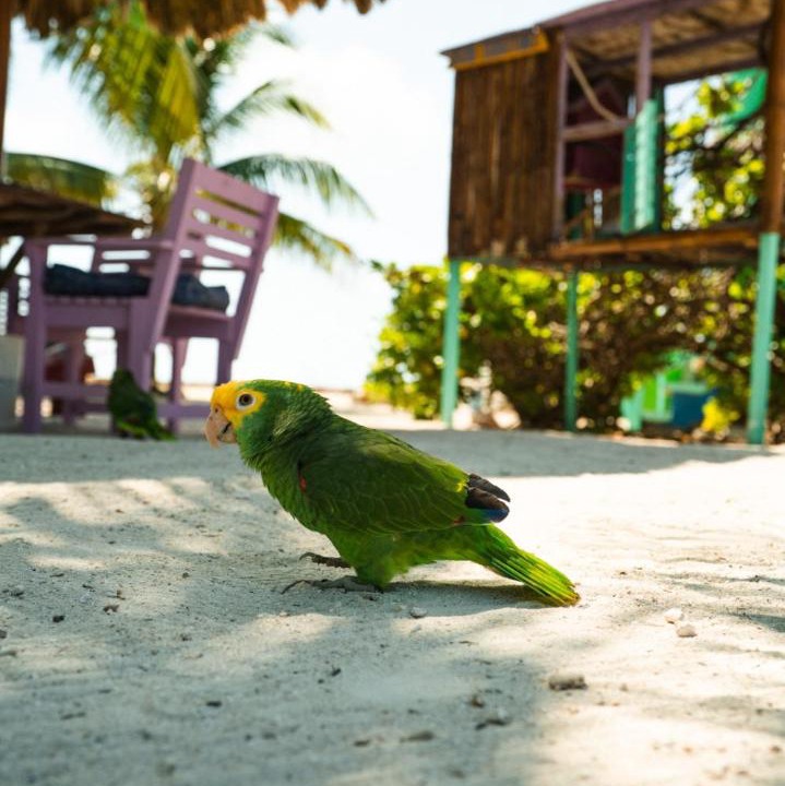 Photo of Others in Placencia