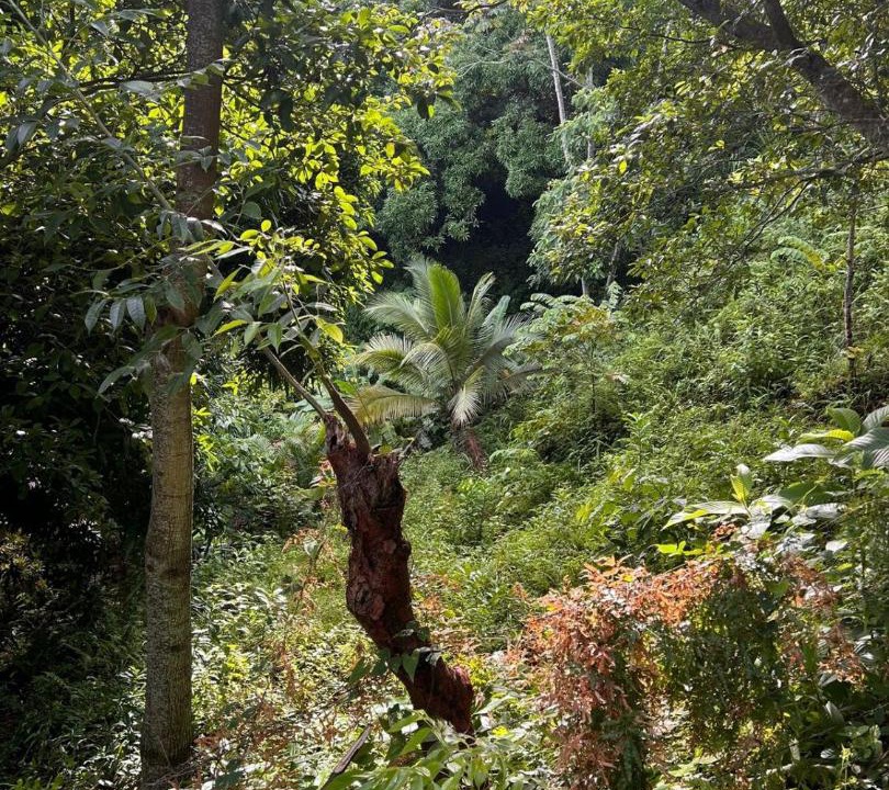 Photo of Others in Corozal