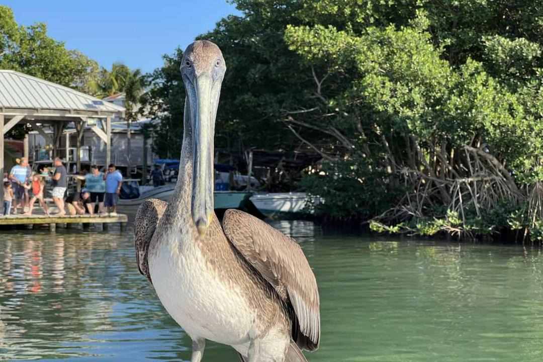 Photo of Others in Boca Ciega