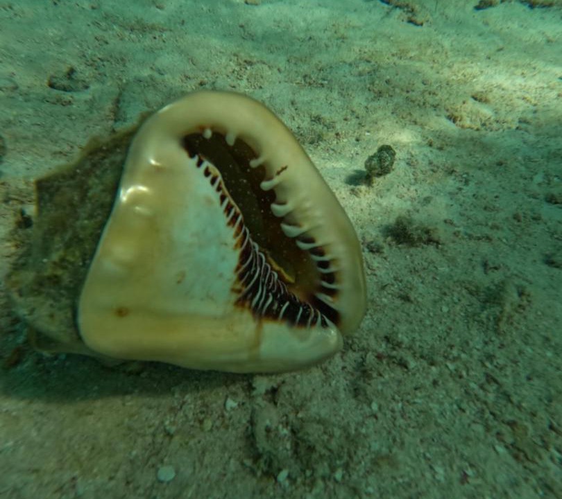 Photo of Others in Caye Caulker