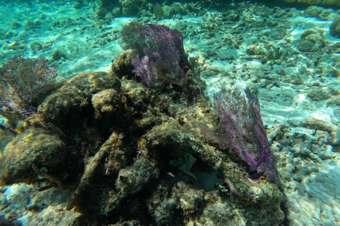 Photo of Others in Caye Caulker