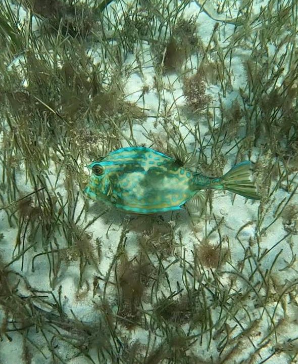 Photo of Others in Caye Caulker