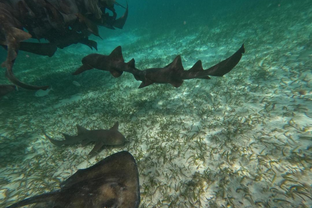 Photo of Others in Caye Caulker
