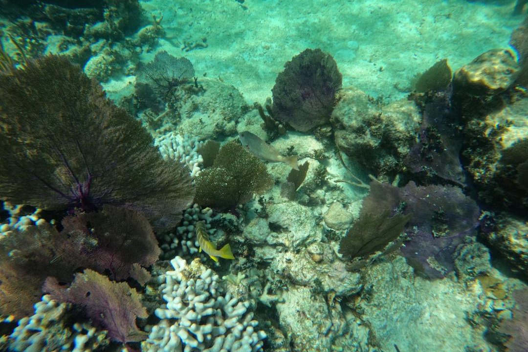 Photo of Others in Caye Caulker