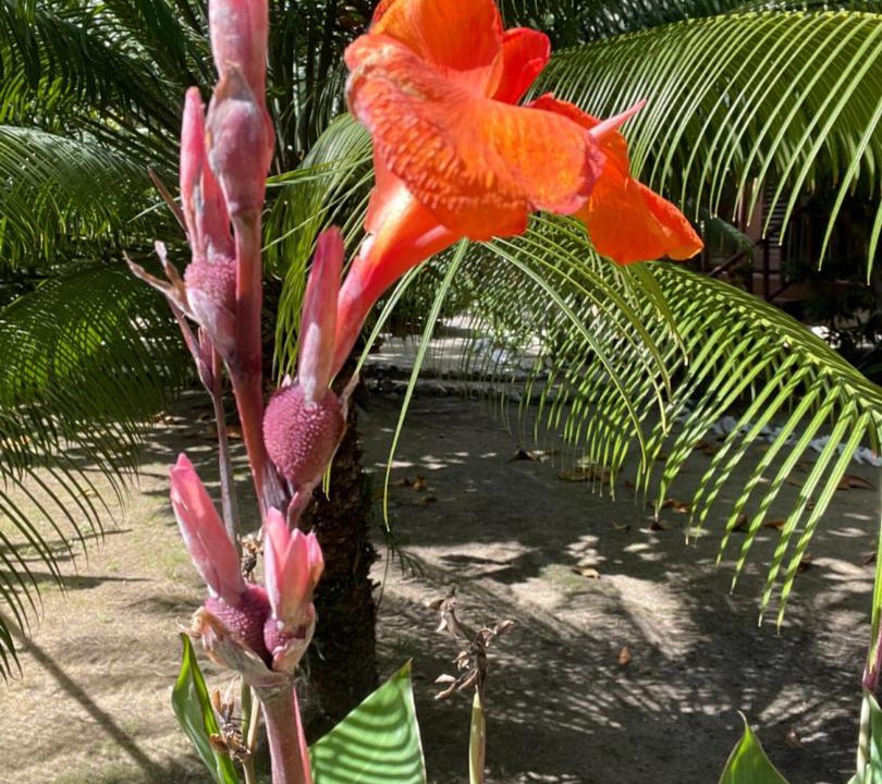 Photo of Others in Caye Caulker