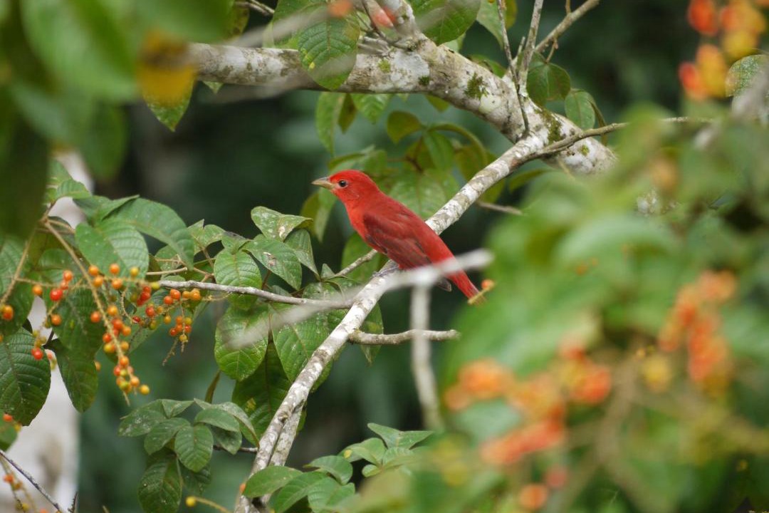 Photo of Others in San Ignacio