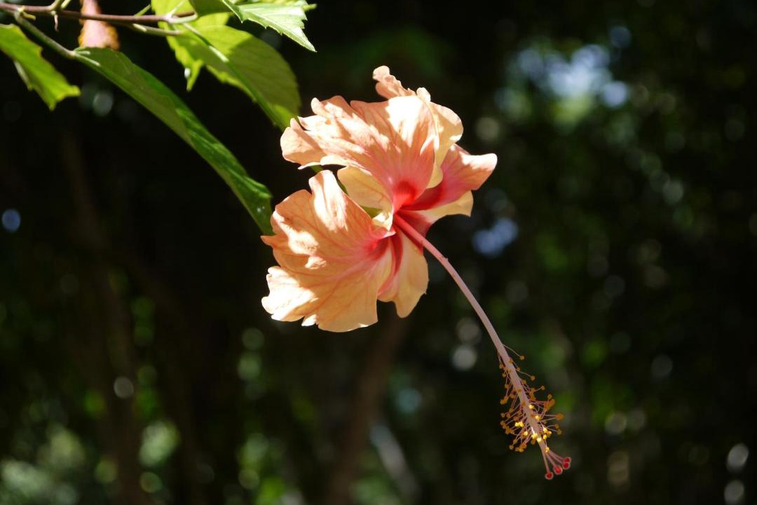 Photo of Others in San Ignacio
