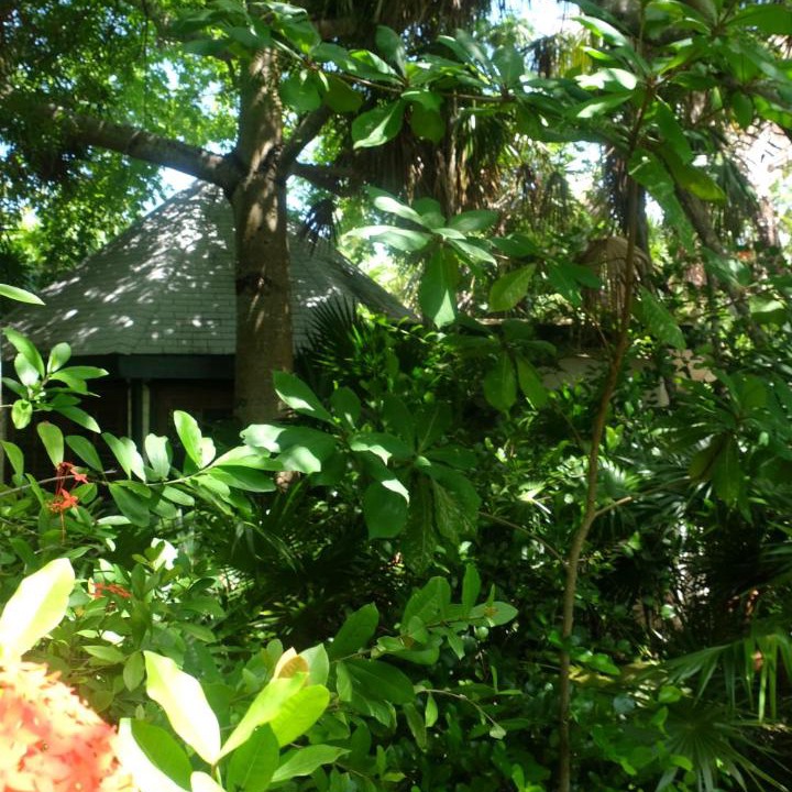 Photo of Others in Caye Caulker
