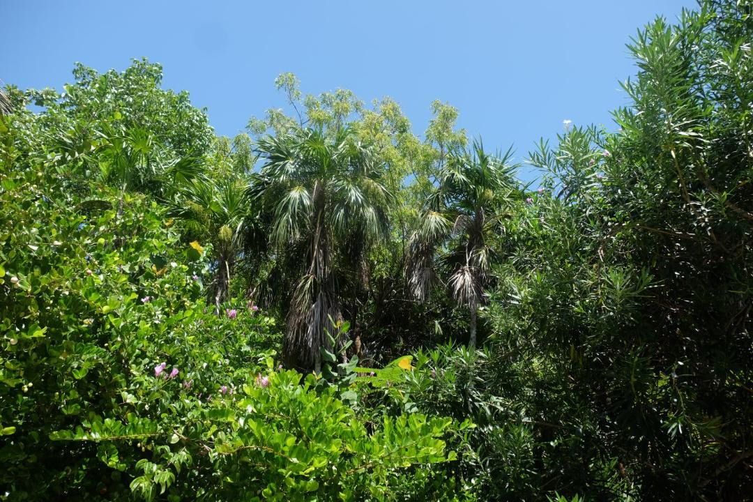 Photo of Others in Caye Caulker