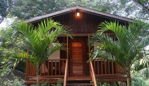 Hibiscus - Jungle House