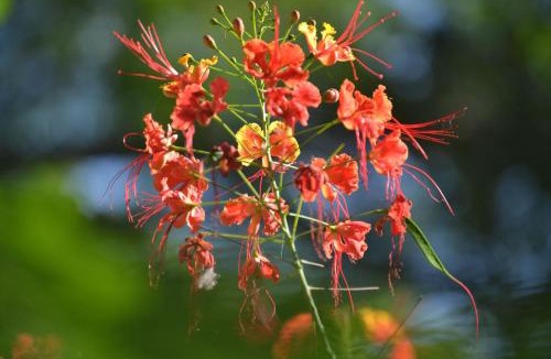 San Ignacio House | Unique Private Tree Top Cottage in Tropical Garden, Near San Ignacio Town