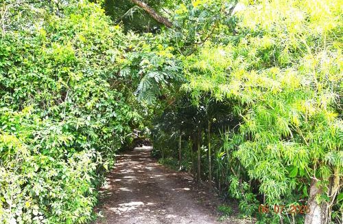 San Ignacio House | Unique Private Tree Top Cottage in Tropical Garden, Near San Ignacio Town